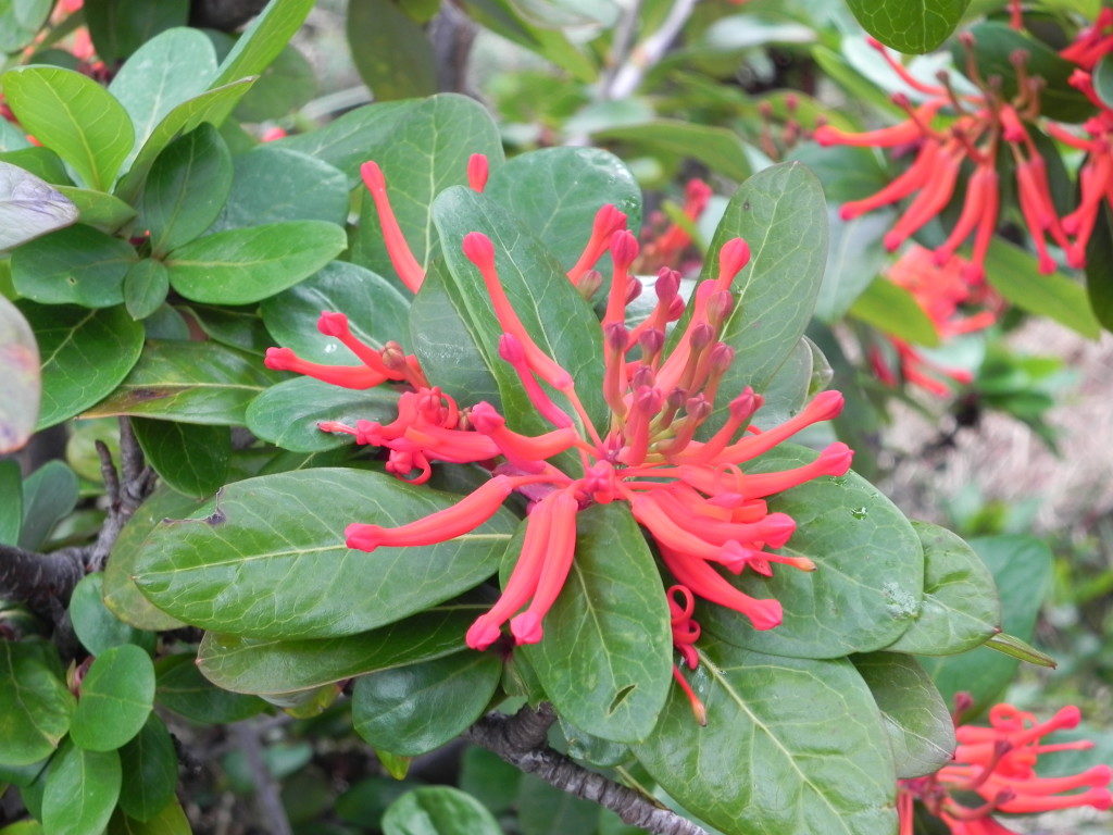 La flora patagonica