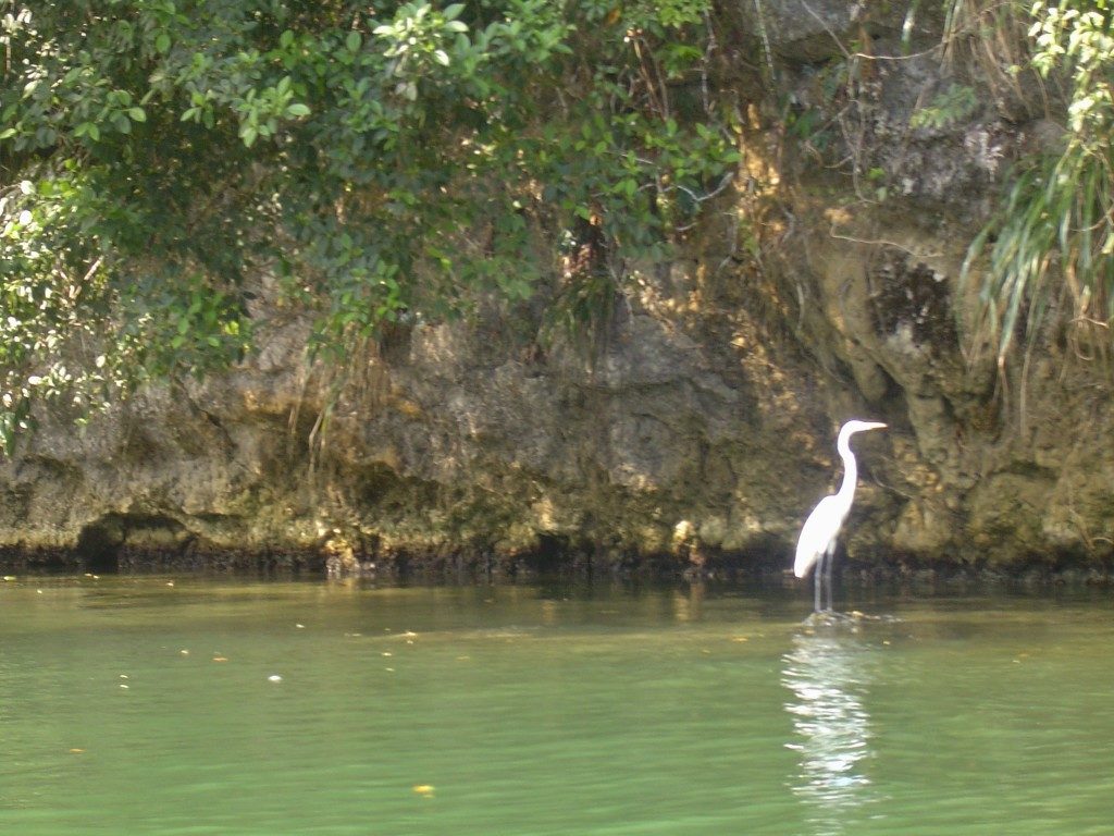 Scorcio con pellicano...