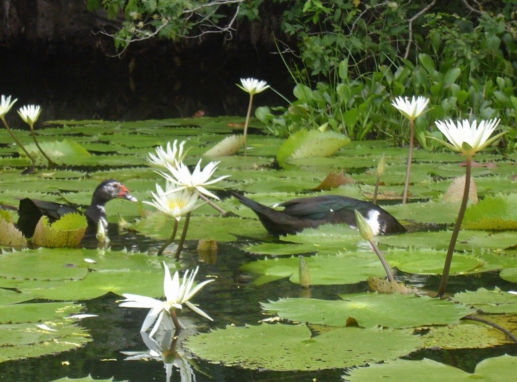 Vita sul Rio Dulce...