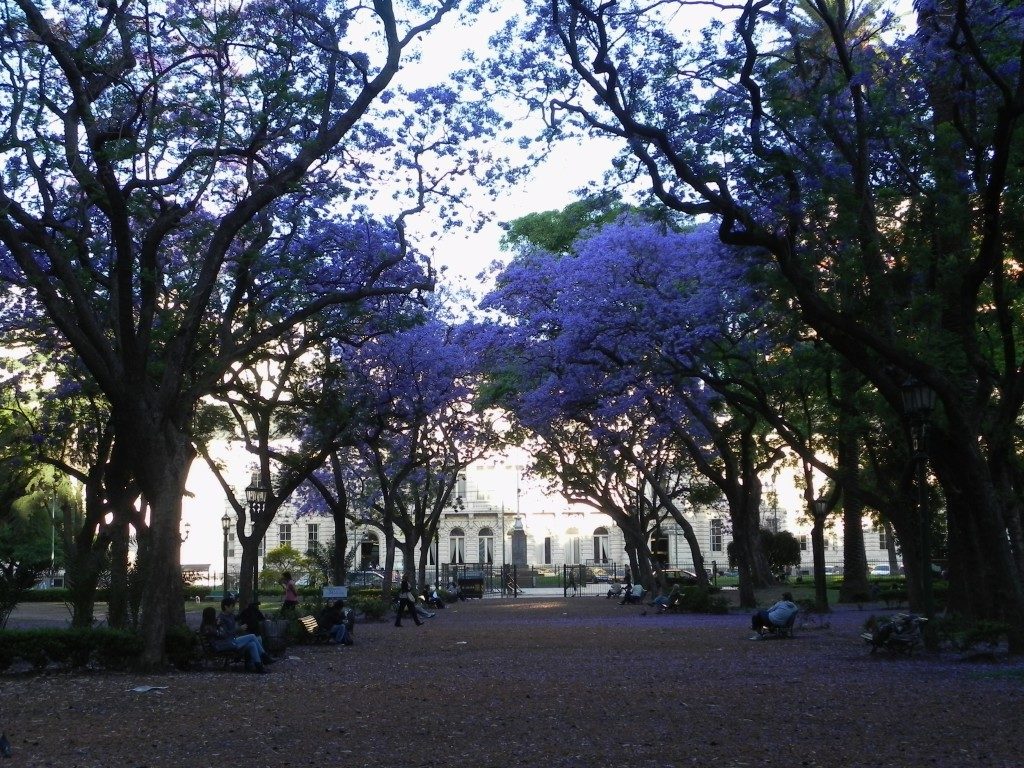 Glicini in fiore a novembre a Buenos Aires...