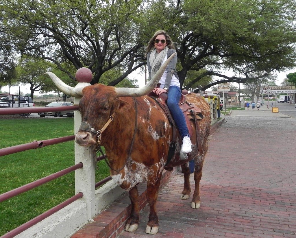 Montando una vacca LongHorn, Fort Worth, Texas