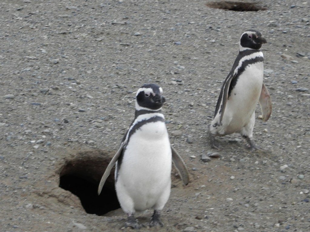 I Pinguini Magellanici