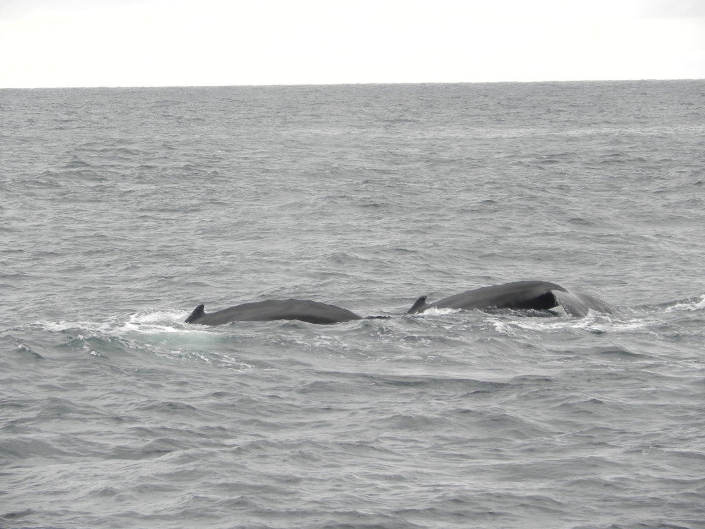 Una coppia di balene, fotografate da mio marito, uno dei pochi 