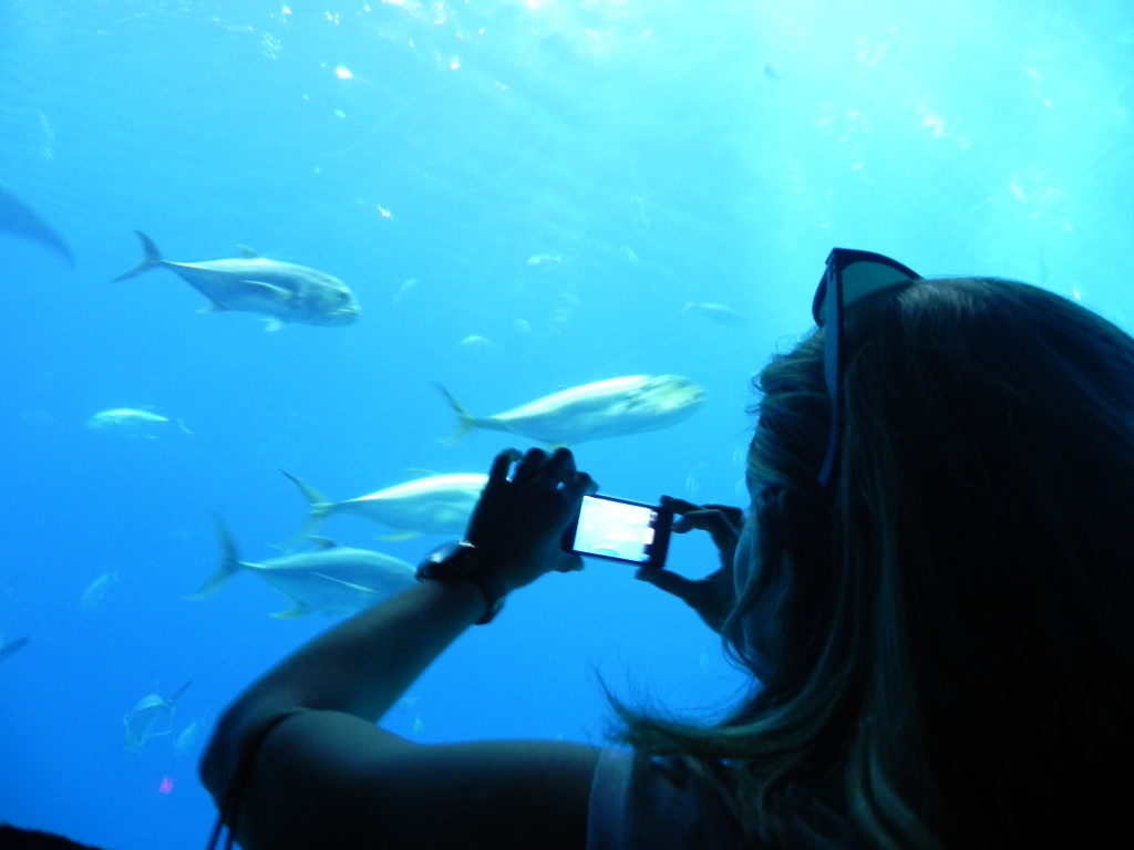 Cosa vedere ad Atlanta: Georgia Aquarium, il Tunnel dell'Oceano