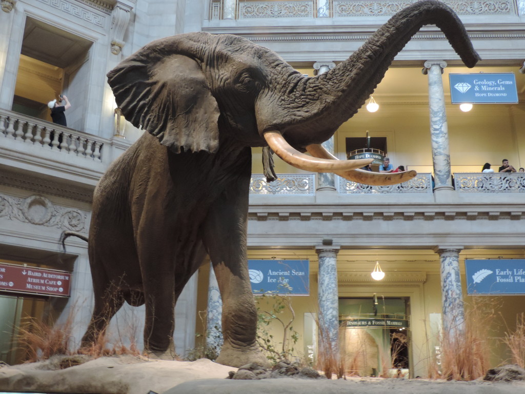 national Museum of Natural History, l'interno