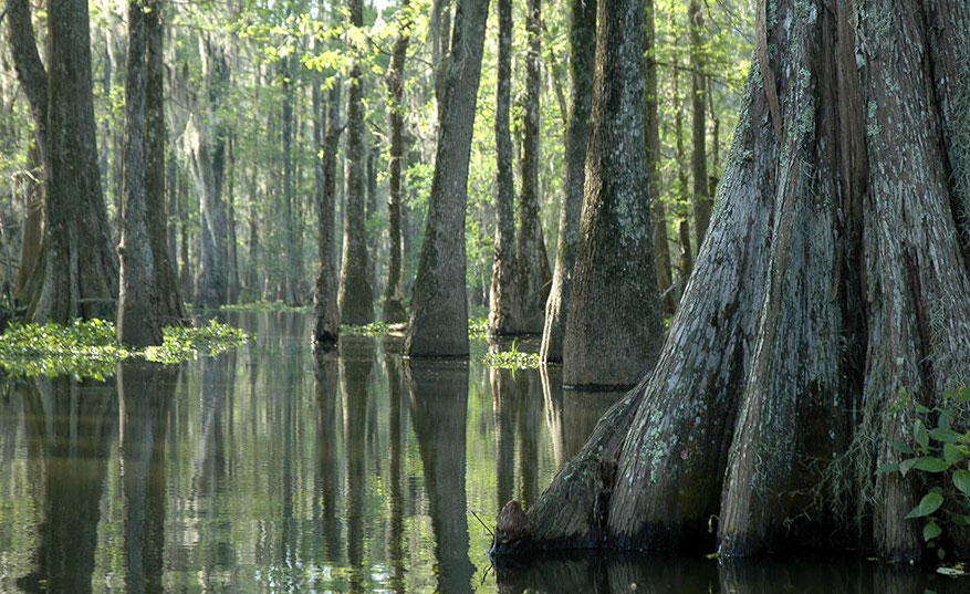 What to see in Louisiana: bayou of the Atchafalaya Basin