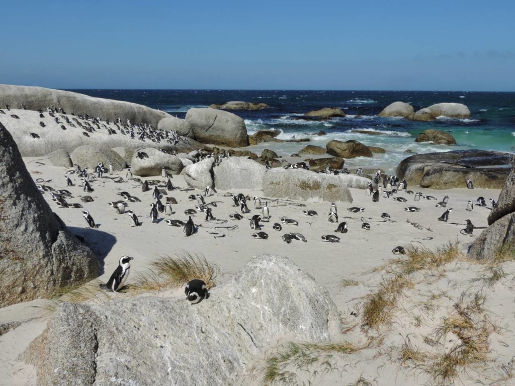 African Penguins, Boulders Beach