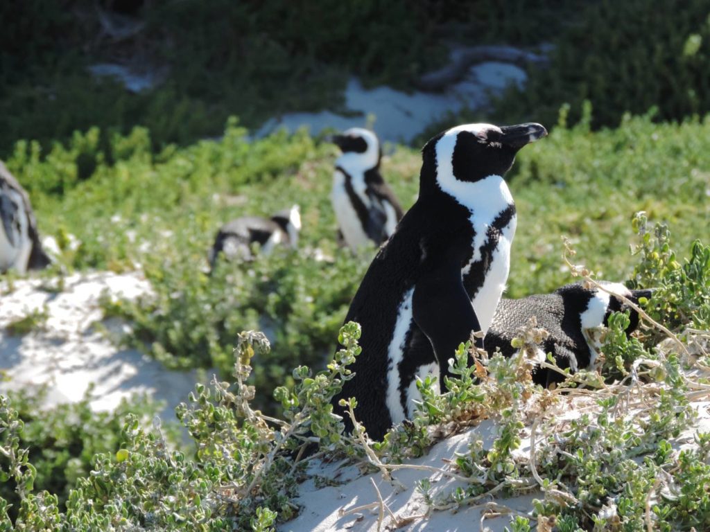 Pinguini a Boulders Beach