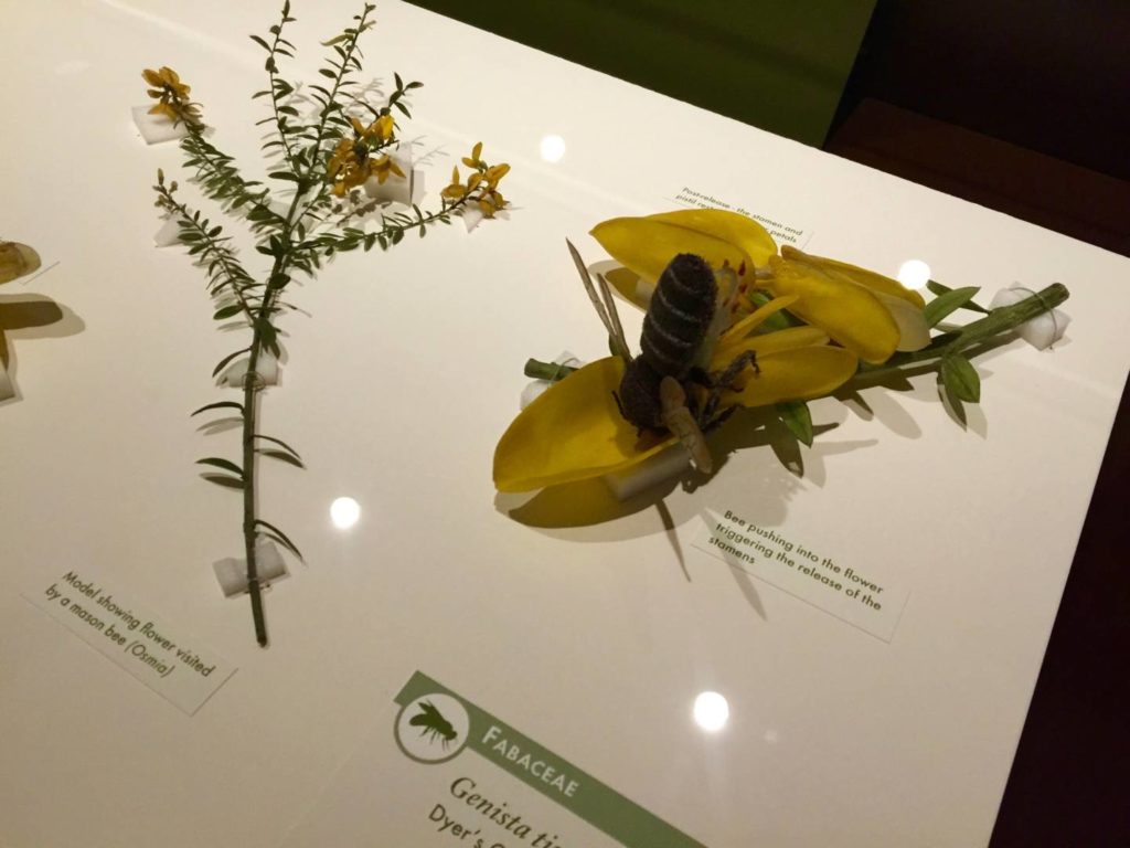 Glass Flowers Gallery, details