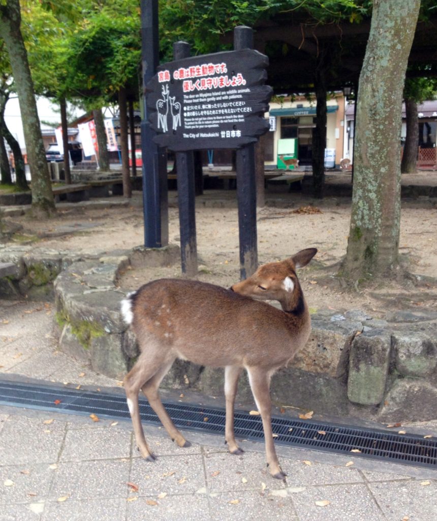 I cervi di Miyajima