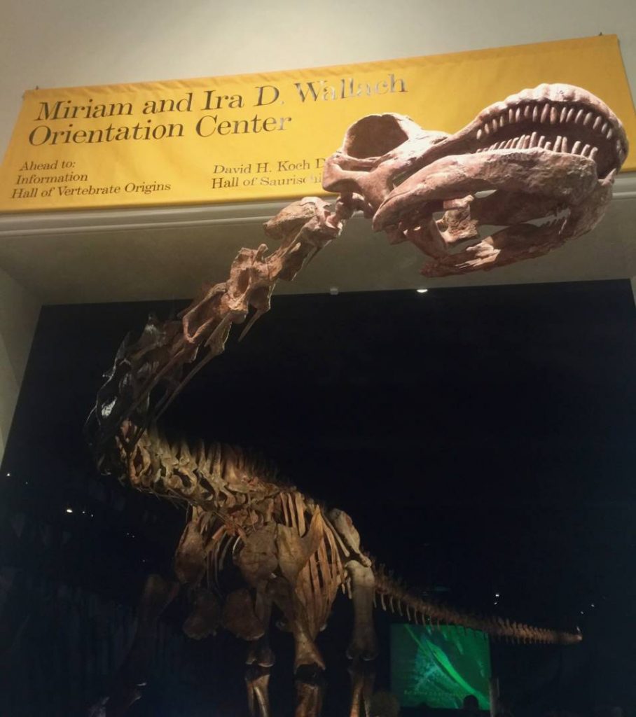 Museums in New York: American Museum of Natural History