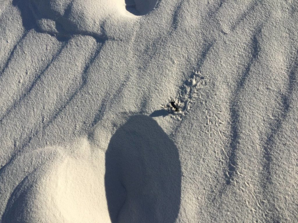 White Sands National Park, tramonto