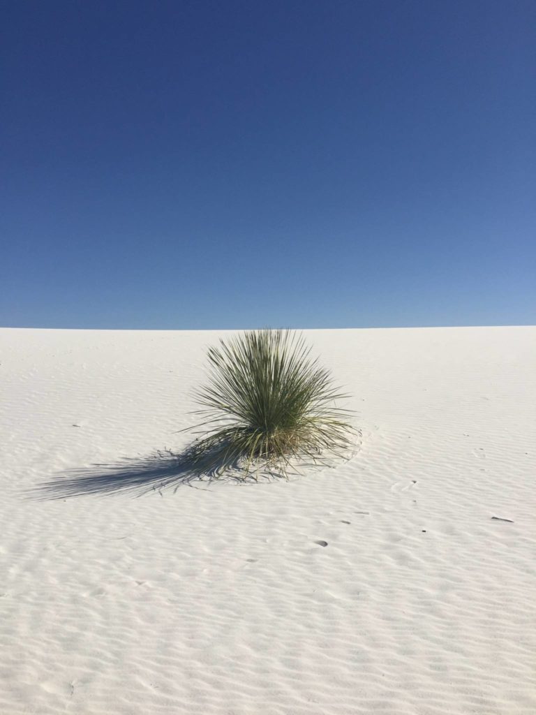 White Sands National Park, yucca