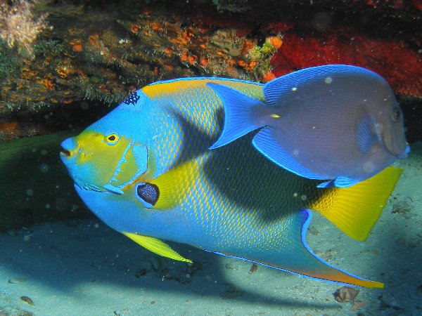 Scoprire le Florida Keys: snorkeling al John Pennekamp Coral Reef State Park