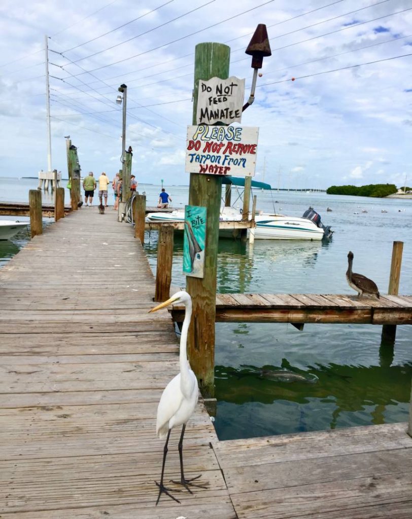 Discover the Florida Keys: Robbie’s Marina