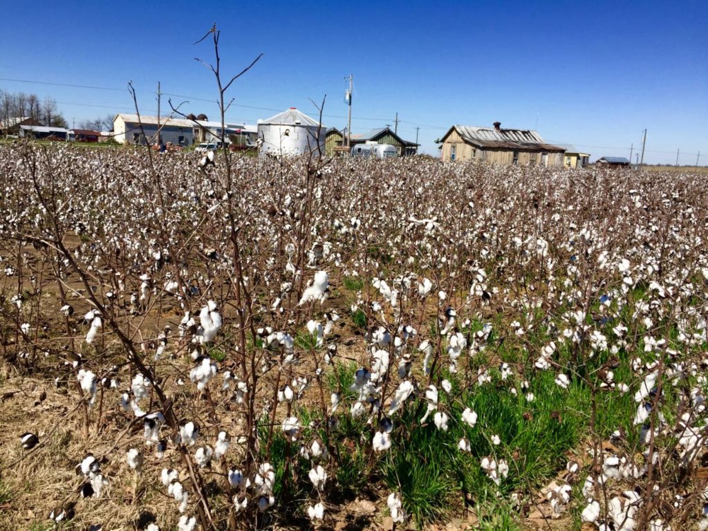 Journey to Mississippi Delta, cotton fields