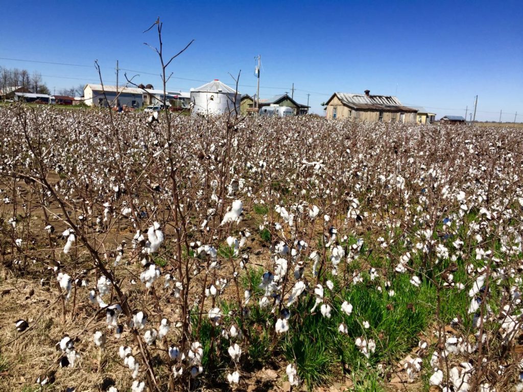 Viaggio nel Mississippi Delta, i campi di cotone