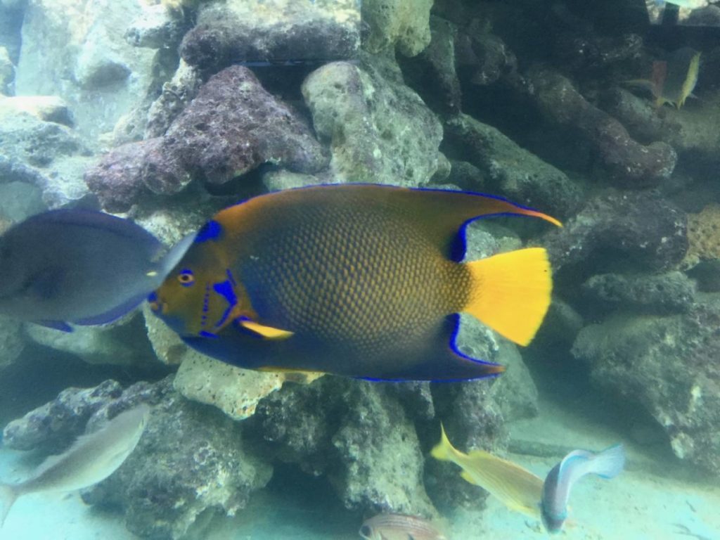 Visitare St. Croix: snorkeling a Buck Island Reef National Monument