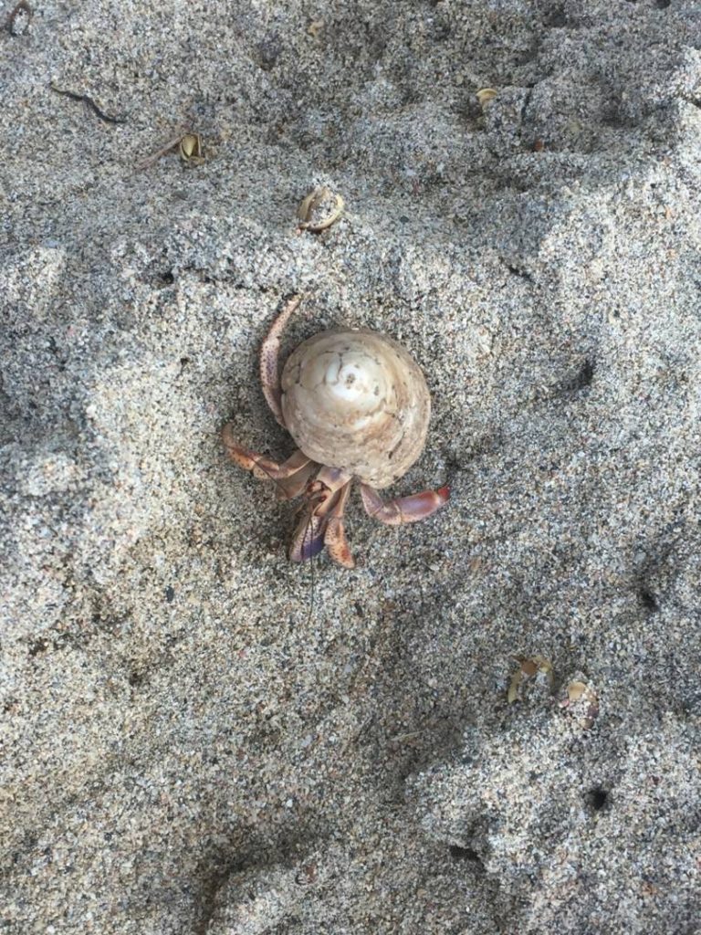 Visit the US Virgin Islands: hermit crabs in St. John