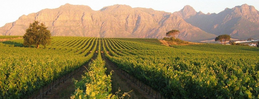 Winelands, Sud Africa (southafricandreams.it)