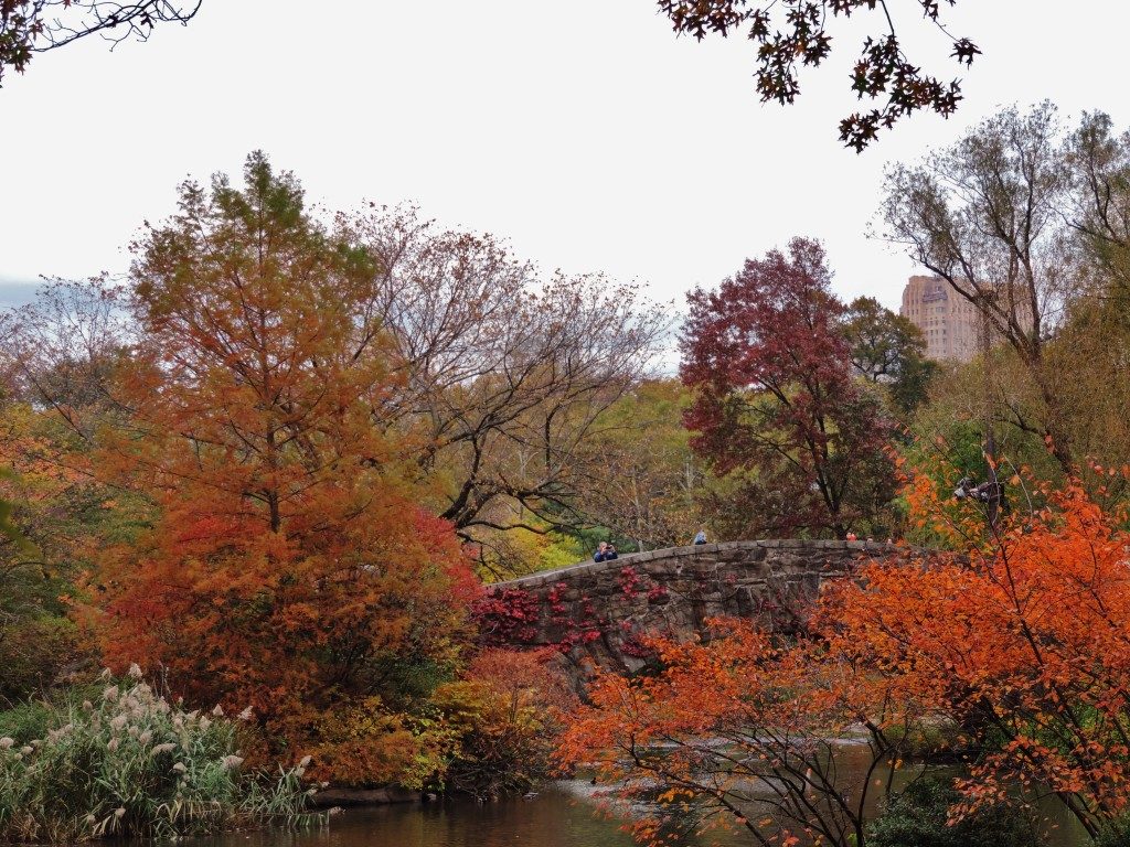 Central Park, the foliage